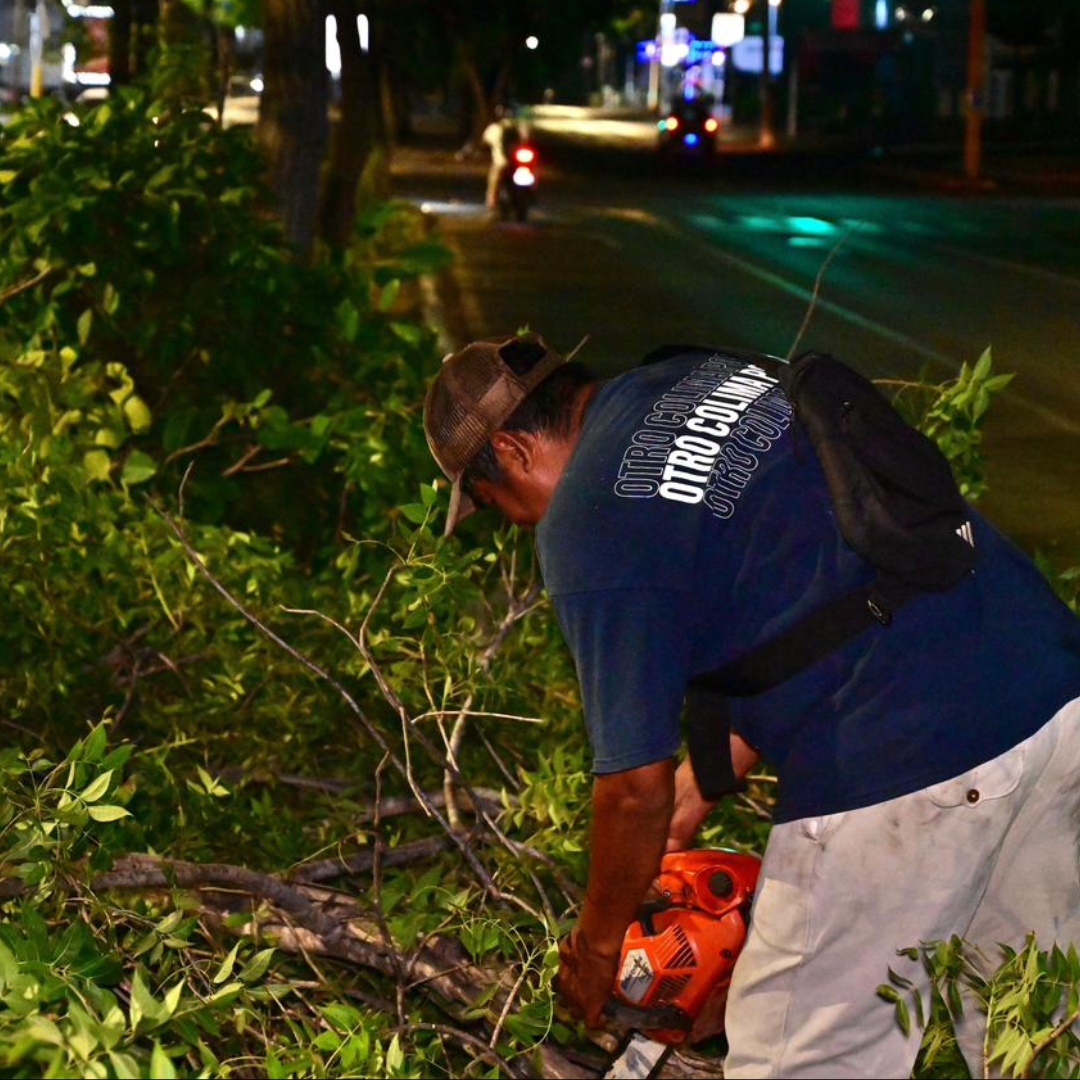 Gobierno de Riult Rivera Inicia trabajos de poda y mantenimiento en camellones de Av. Felipe Sevilla del Río