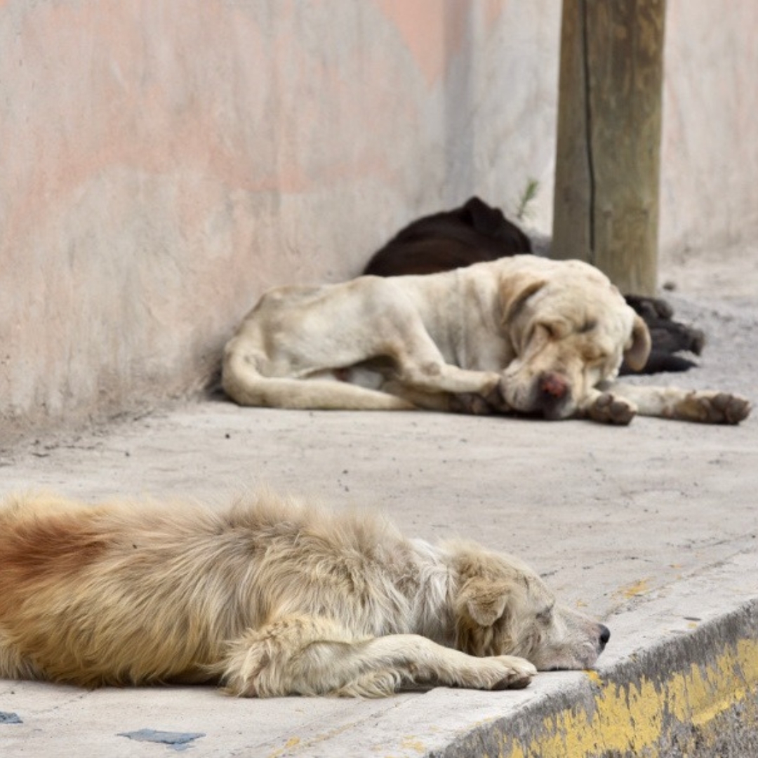 Animalistas urgen difundir y ejecutar la Ley de Protección y Bienestar Animal en Colima 