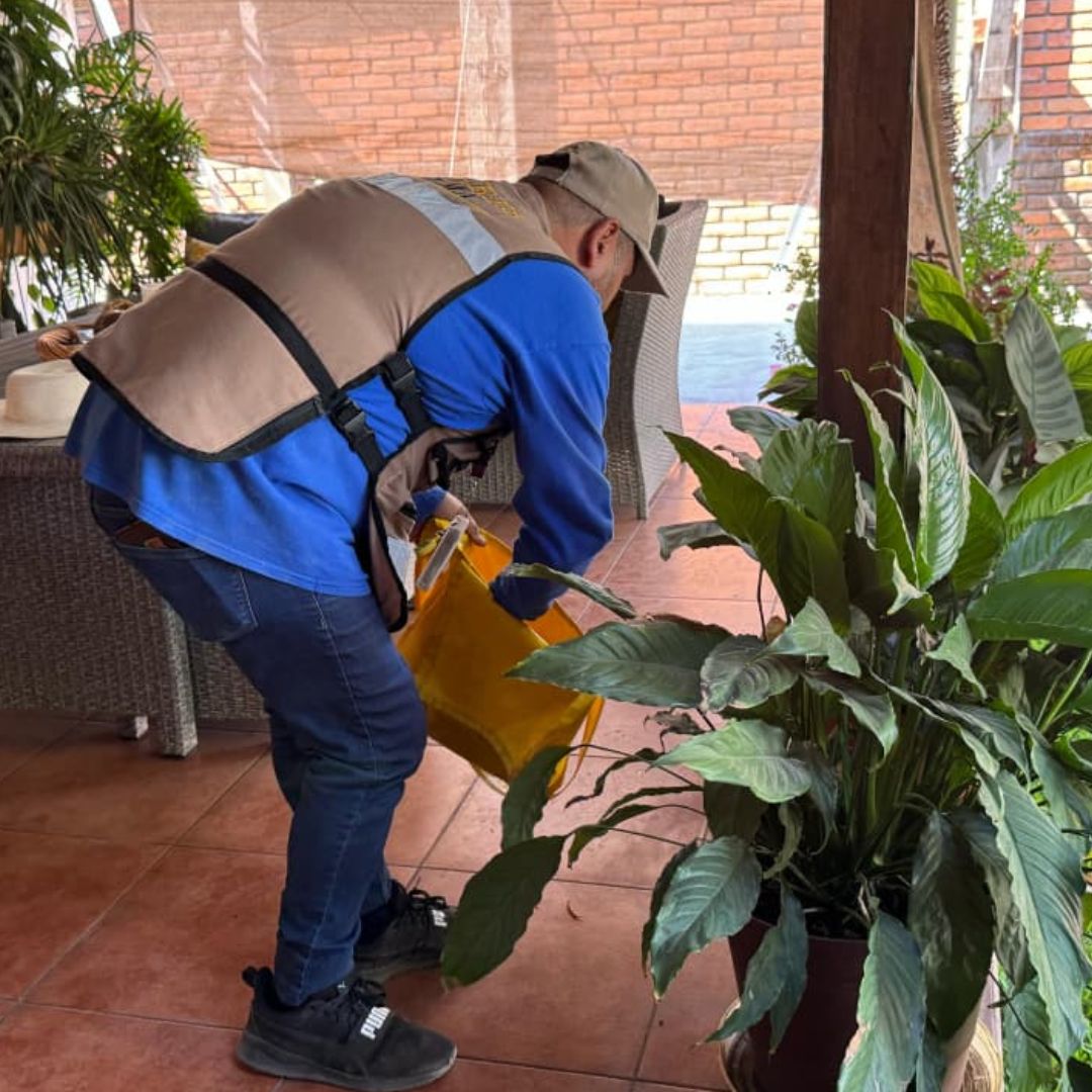 Sigue vigente el control larvario contra el dengue: Salud Colima