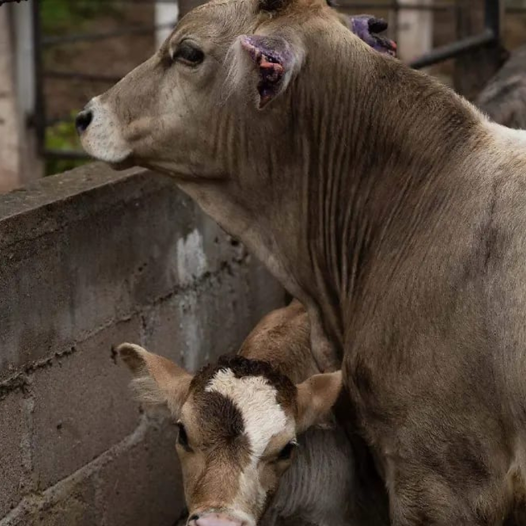 Nacional de Sanidad, Inocuidad y Calidad Agroalimentaria (SENASICA).