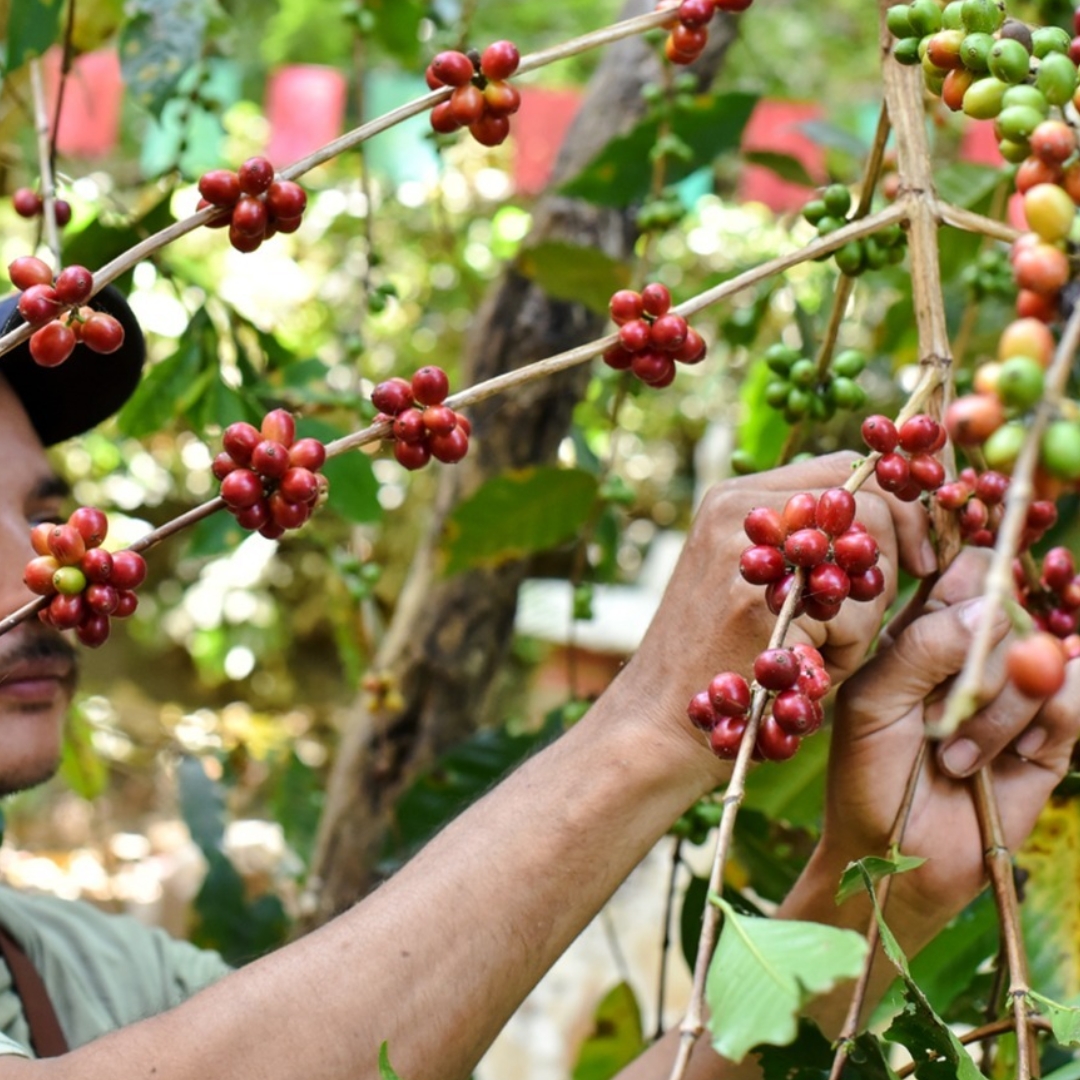 Este fin de semana se realizará el 