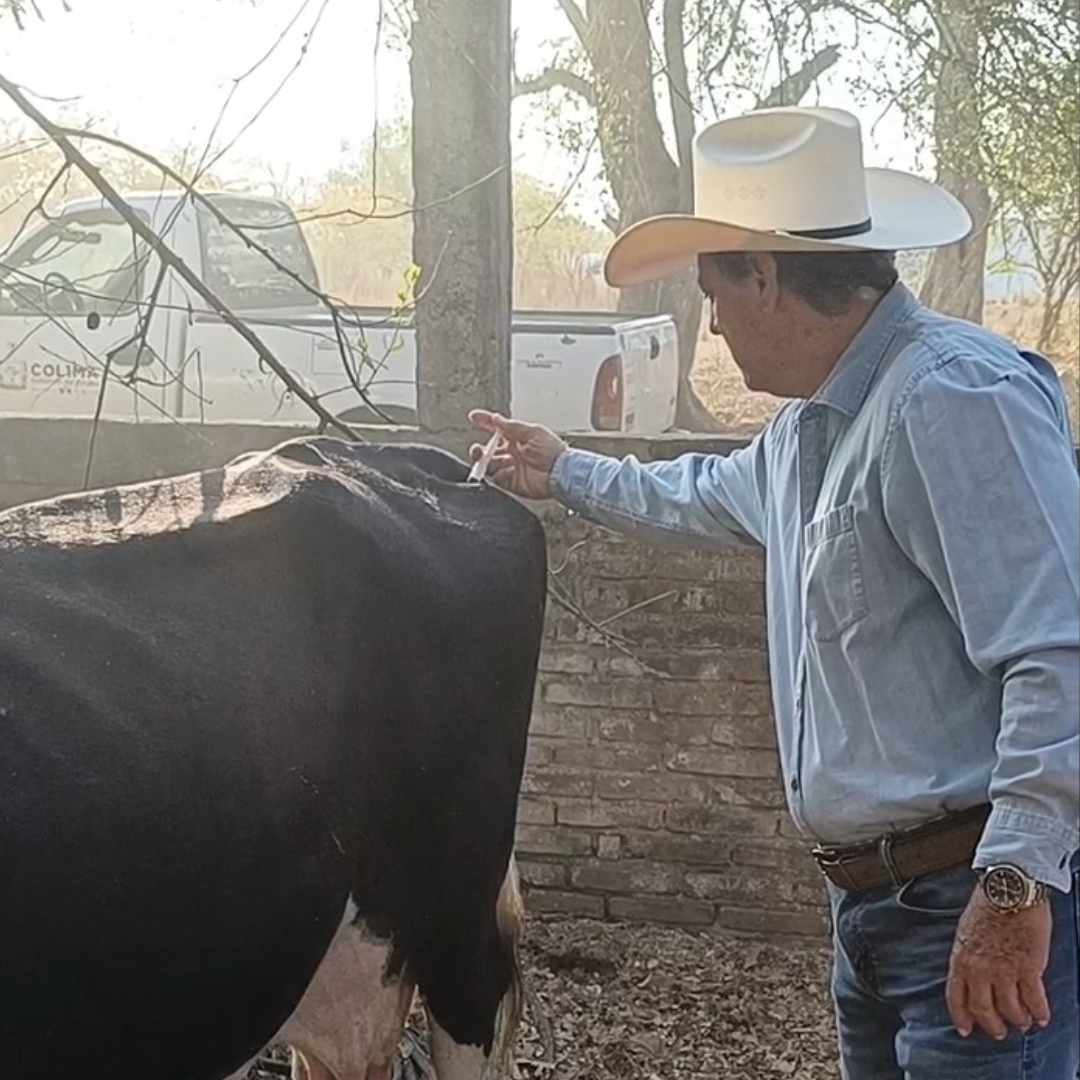 Gobierno del Estado de Colima exhorta a ganaderos a no bajar la guardia respecto al Gusano Barrenador del Ganado